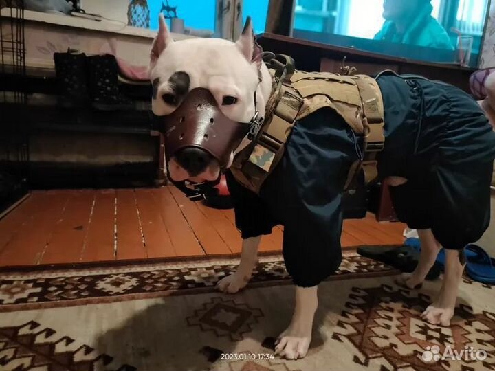 Шлейка для собак, средних и крупных пород