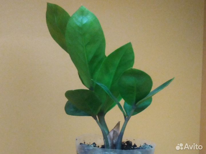 Земилиокулькас