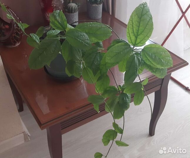 Клеродендрум томпсон