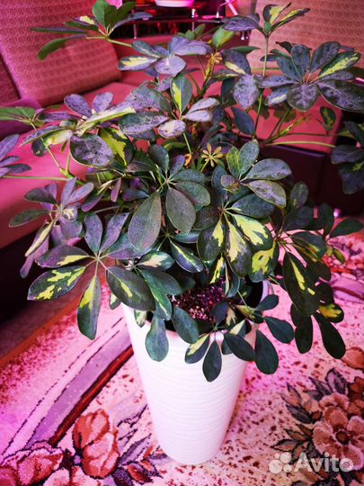 Шефлера Голд Капелла