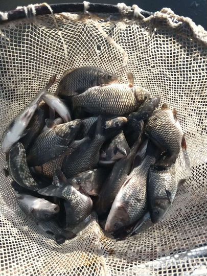 Продаю Годовик и малек рыбы для зарыбления