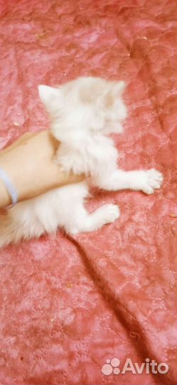 Курильский бобтейл