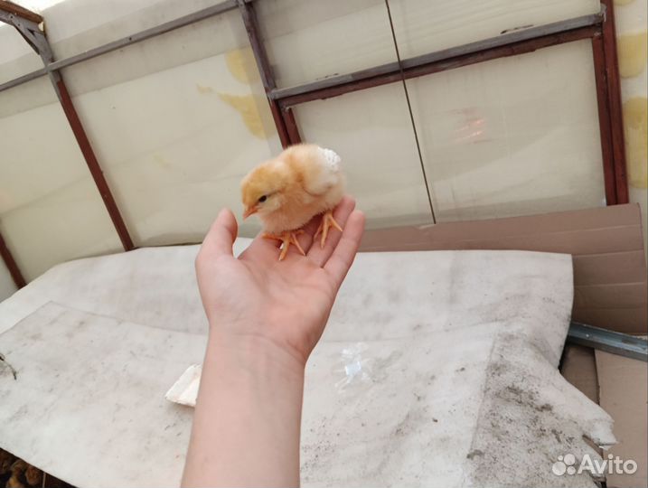 Цыплята несушек хайсекс браун