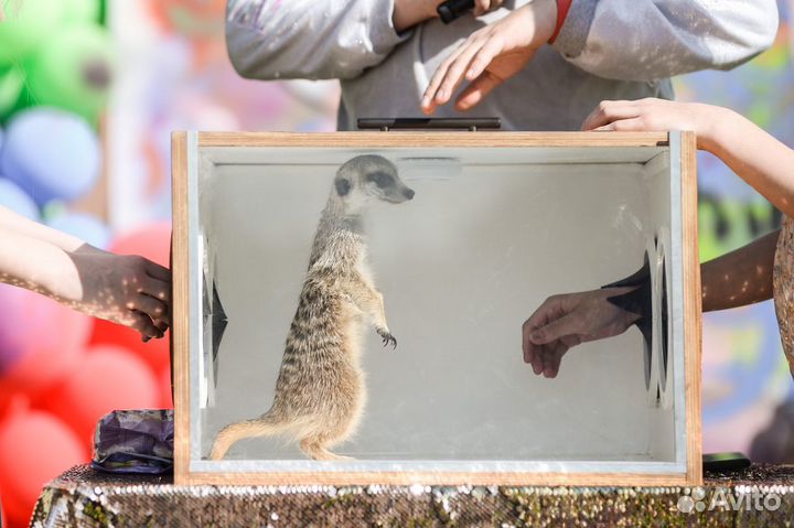 Трешбокс, Фанбокс, Угадай что внутри, Шоу