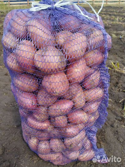 Продукты питания оптом