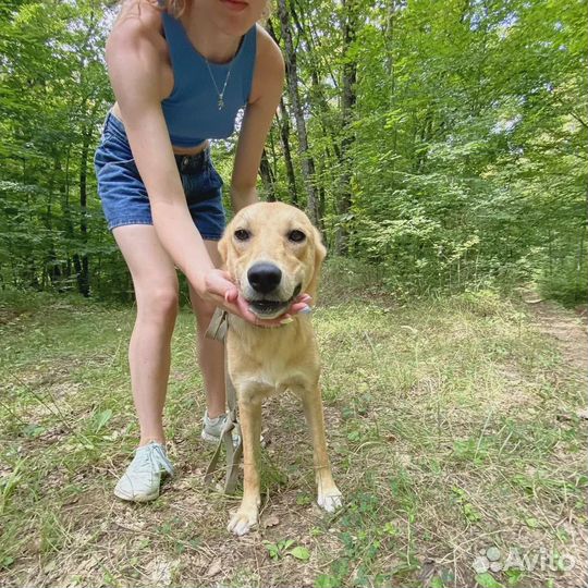 Метель стерилизованная годовалая красотка