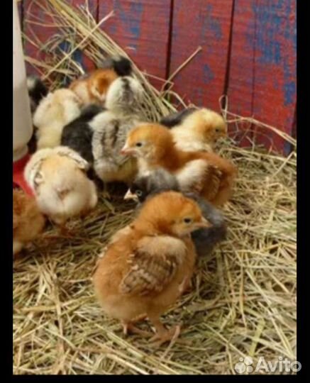 Курочки молодые