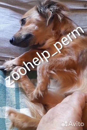 Собака в добрые руки