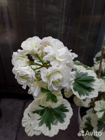 Пеларгонии сортовые