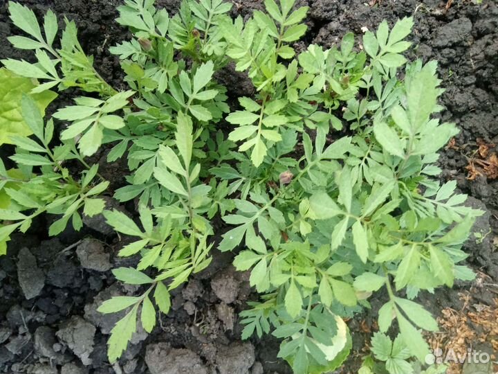 Бархатцы, суккуленты, хавортия