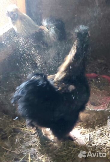 Петухи китайские шелковые и цыплята