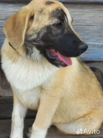 Щенок кобель мальчик в добрые руки бесплатно