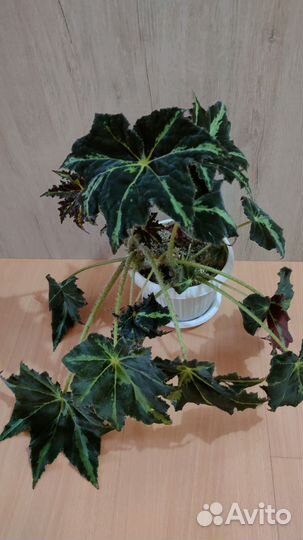 Бегония Клеопатра