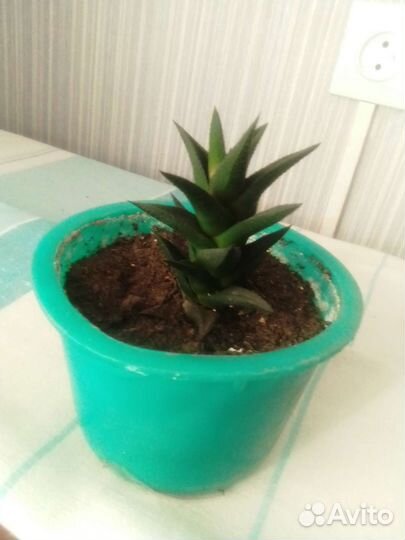 Комнатные цветы пальма, фикус, мирт, суккуленты