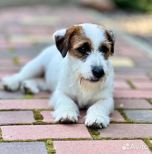 Джек Рассел терьер, жесткошерстный