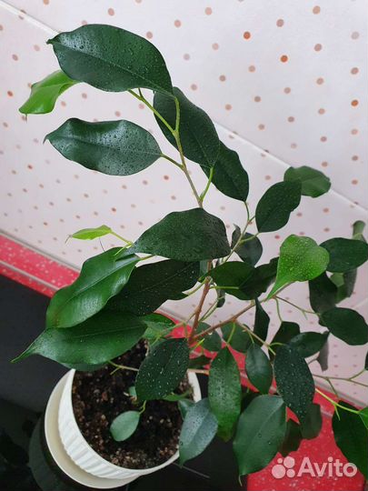 Фикус Бенджамина Даниэль с горшком