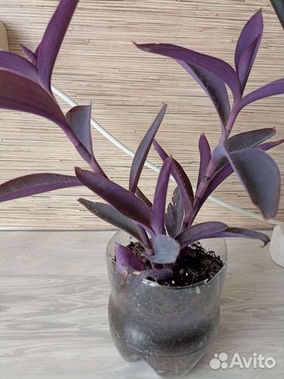 Традесканция пурпурная