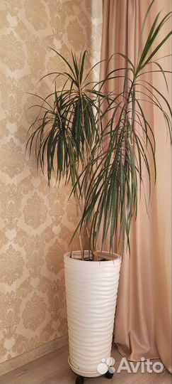 Пальма драцена