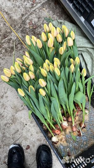 Тюльпаны оптом