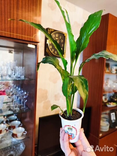 Золотой ус, спатифиллум, хлорофитум кудрявый