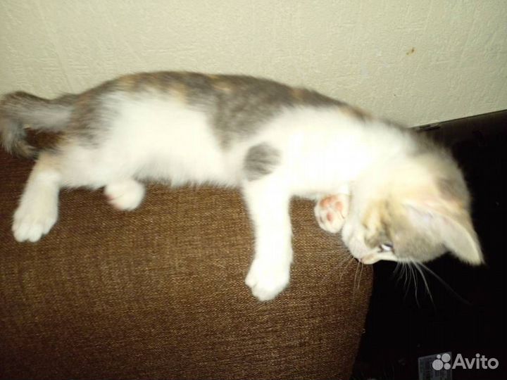 Юная кошка ищет товарищей по играм