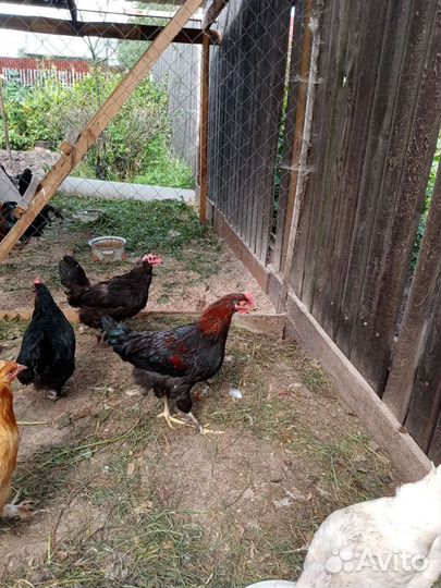 Маран, Виандот. Петухи