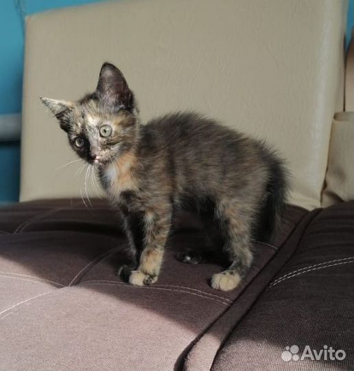 Котенок девочка в добрые руки