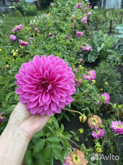 Георгины клубни Уфа