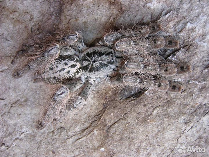 Пауки Птицееды (не тарантулы)