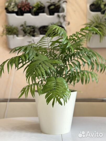 Хамедорея элеганс