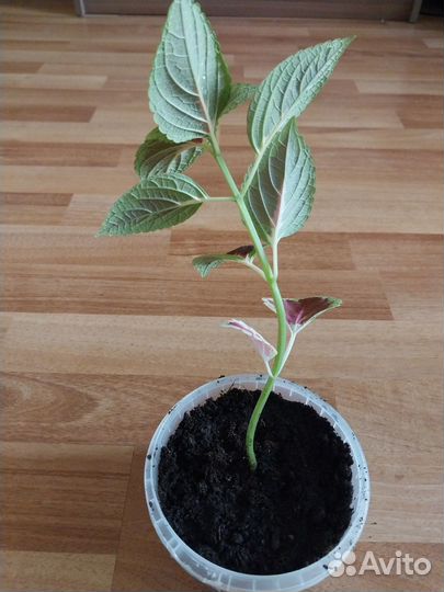 Колеус - крапивка