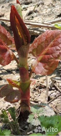 Горец Сахалинский -Бамбук сибирский