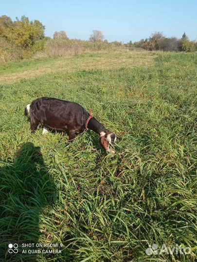 Коза Ла-Манча