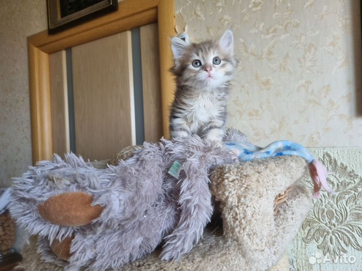 Сибирский богатырь с прекрасной родословной