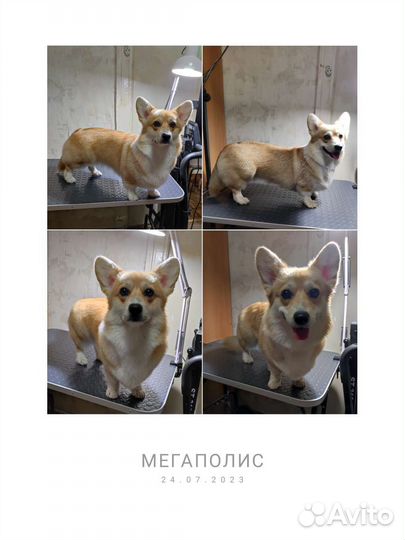 Груминг собачек и кошек