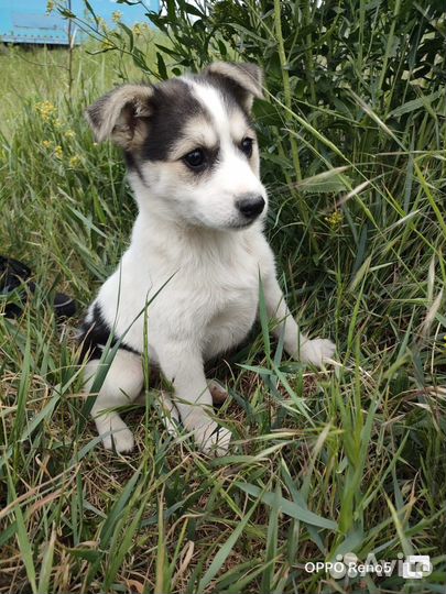 Щенки в заботливые руки (бесплатно)