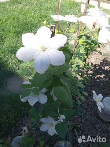 Клематис Белый крупноцветковый купить в Таганроге | Товары для дома и ...