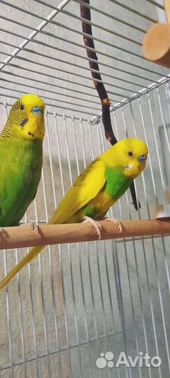 Волнистые попугаи птенцы