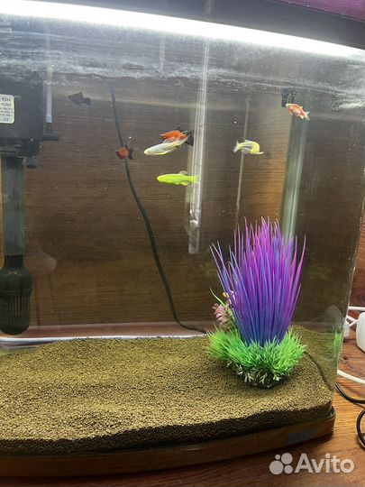 Аквариум