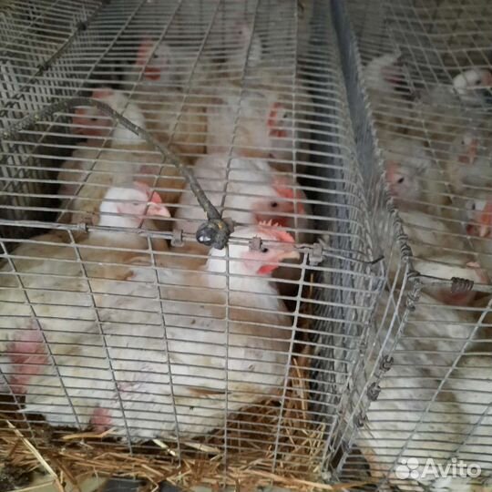 Домашние куры бройлеры