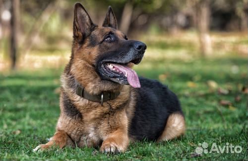 Щенки- подростки немецких овчарок -около 3 месяцев