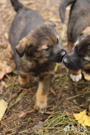 Щенки