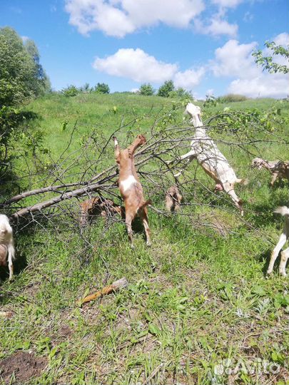 Козы ламанча