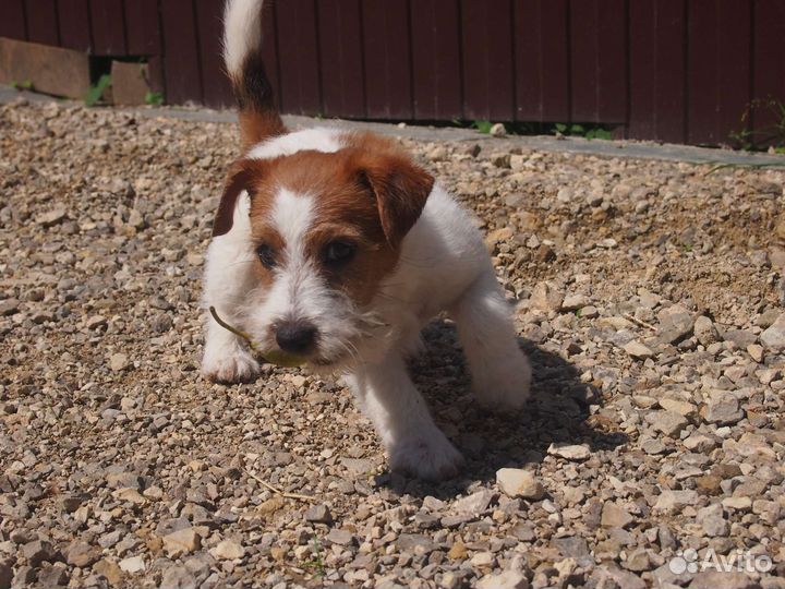 Щенок джек рассел терьер (девочка)