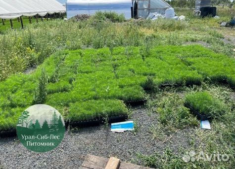 Зкс и окс Сосна Ель Лиственница сеянцы Голуб горн