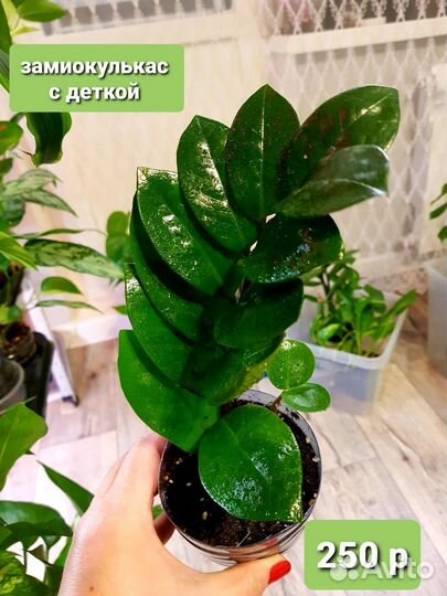 Комнатные растения