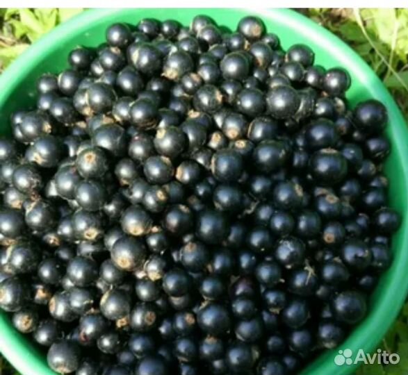Чёрная смородина ягода