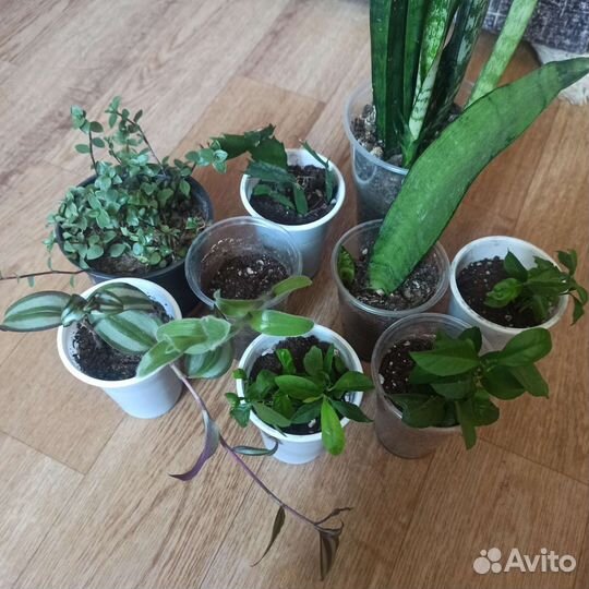 Комнатные цветы