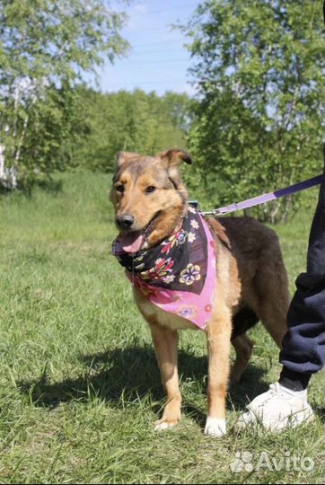 Отдам в добрые руки