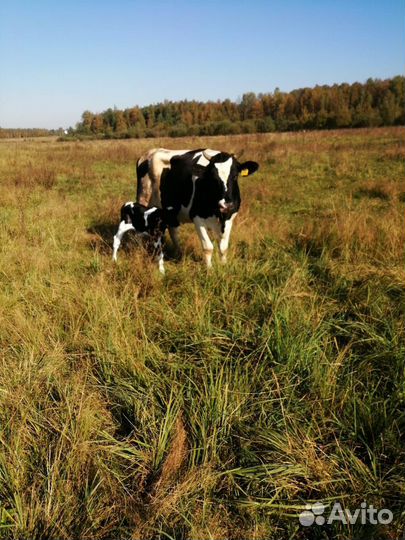 Продаем молоко для предпринимателей и часных лиц